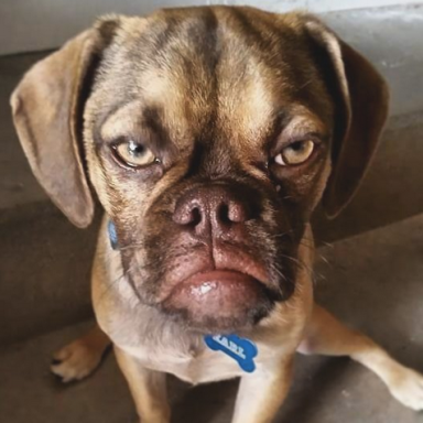 Grumpy Cat Is About To Get Some Crabby Competition From The New Grumpy Dog