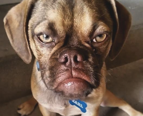 Grumpy Cat Is About To Get Some Crabby Competition From The New Grumpy Dog