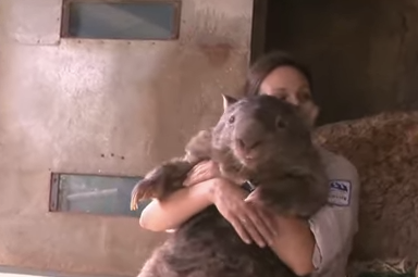 Have You Met The Oldest, Largest, Most Lovable Wombat In The World?