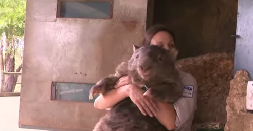 Have You Met The Oldest, Largest, Most Lovable Wombat In The World?