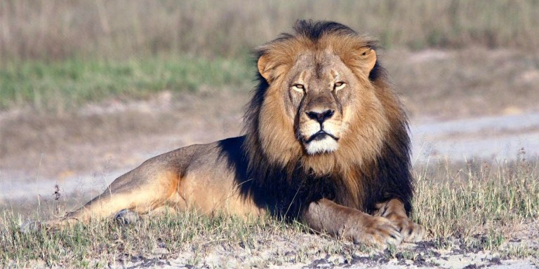 What I, A Zimbabwean, Think Of Cecil The Lion