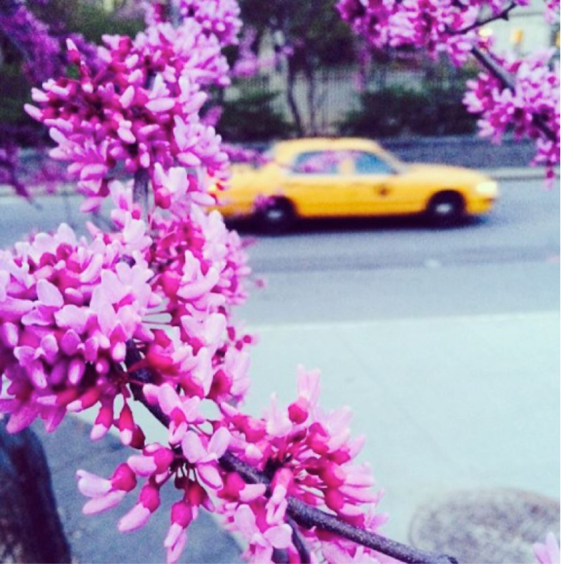 Another subtle beauty: the first signs of life after a long winter.