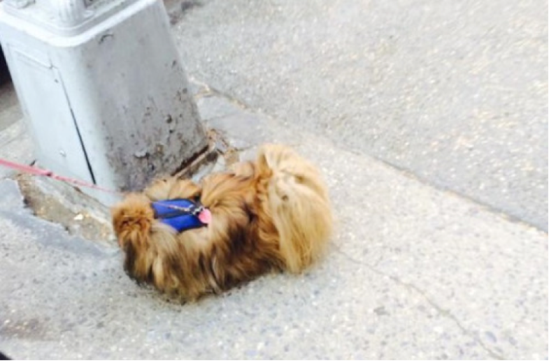 A recent curious find: canine or chewbacca?
