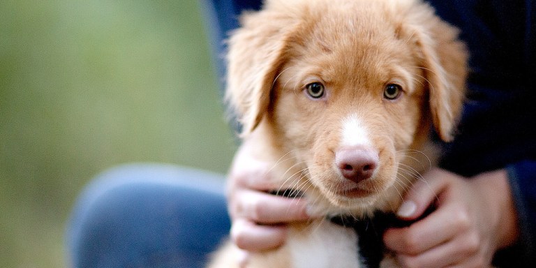 5 Reasons Why A Dog Makes Your Life So Much Better