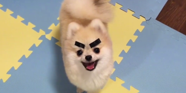 Some Guy Put Dried Seaweed On His Pet Pomeranian And It’s The Cutest Thing You’ll Ever See