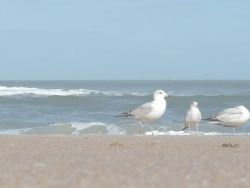 beach seagulls