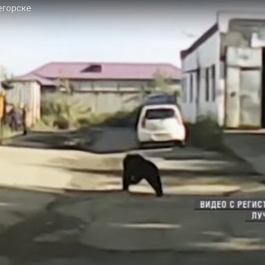 This Russian Town Is Being Ransacked By An Army Of Starving Bears