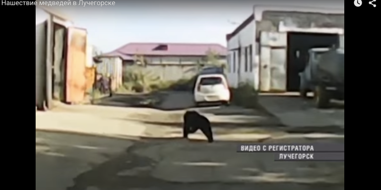 This Russian Town Is Being Ransacked By An Army Of Starving Bears