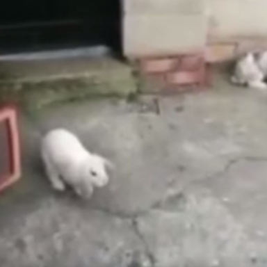 Did This Girl Film A Ghost Playing With Her Pet Rabbits?