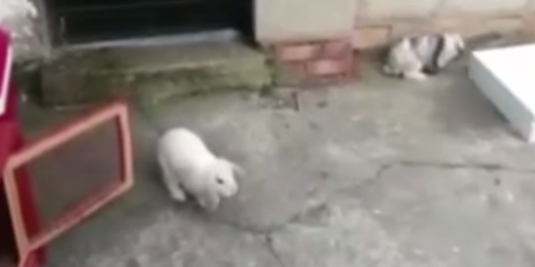 Did This Girl Film A Ghost Playing With Her Pet Rabbits?