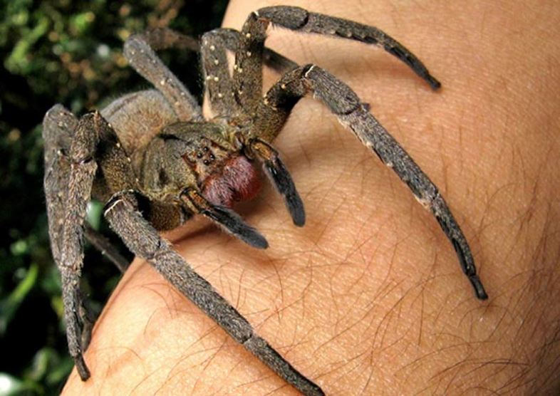 The Brazilian wandering spider—it may kill you, but you'll die hard. João P. Burini (Wikimedia Commons)