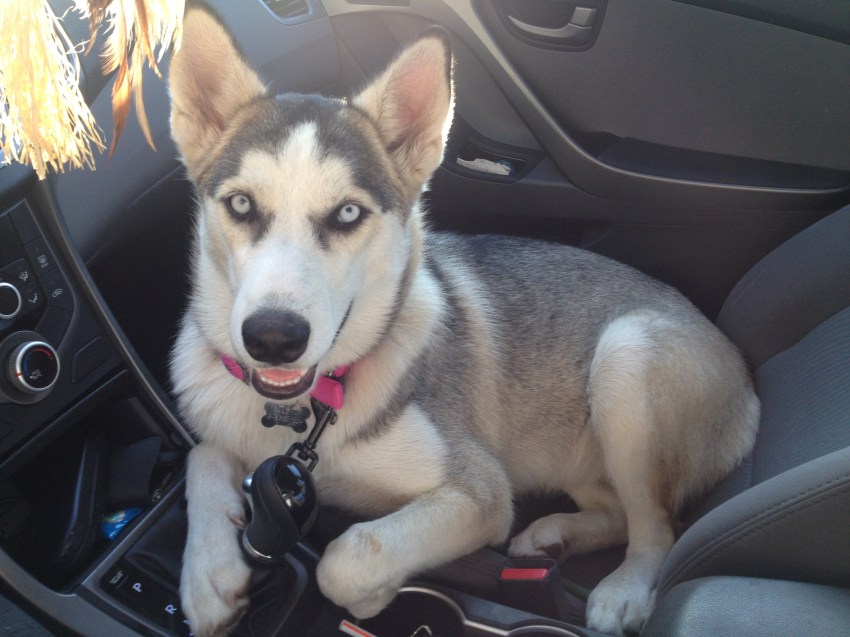 8 Things About Unconditional Love I Learned In My First Year As A Dog Owner