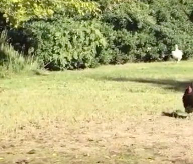 These Two Fat Turkeys Try To Run After Their Slim Counterparts And It’s The Saddest Thing Ever
