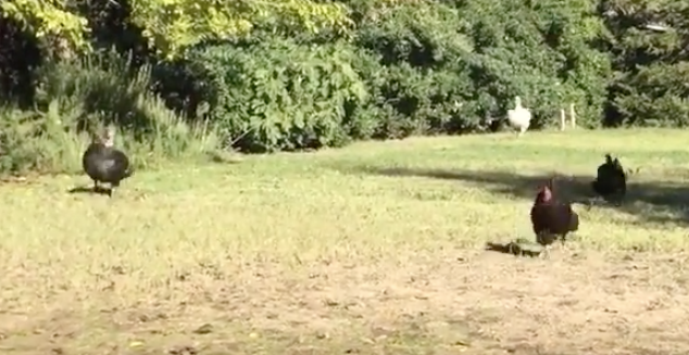 These Two Fat Turkeys Try To Run After Their Slim Counterparts And It’s The Saddest Thing Ever
