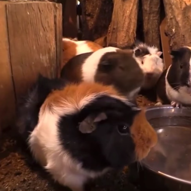 This Song About A Guinea Pig Bridge Is The Catchiest Song Of 2015