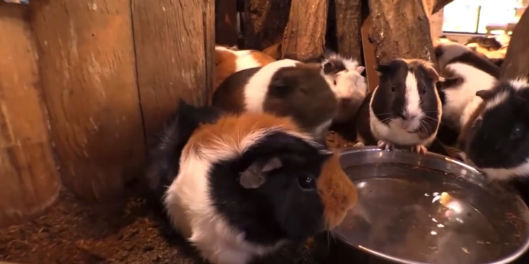 This Song About A Guinea Pig Bridge Is The Catchiest Song Of 2015