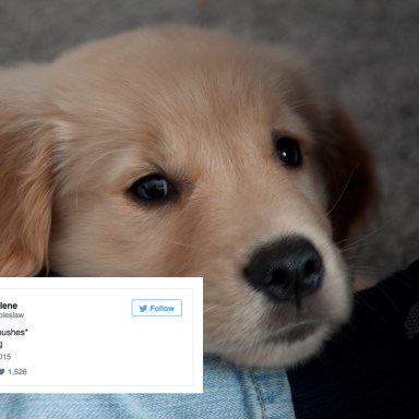 16 Best Dog Tweets You’ll Read From 2015