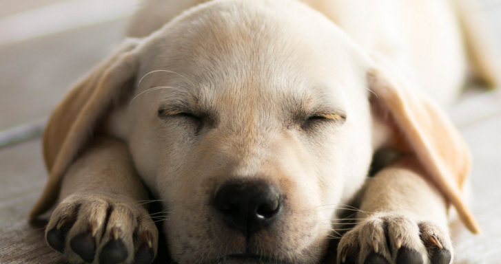 Here’s A Bunch Of Sleeping Labrador Puppies To Soothe Your Tired Minds