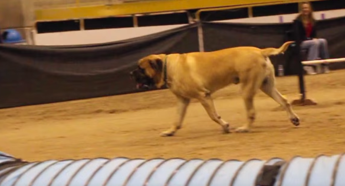 Mastiff Competing At Dog Agility / Hans Watson (Youtube)