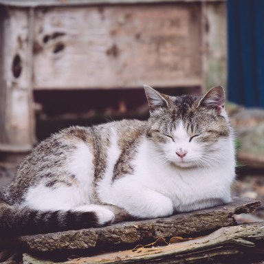 10 Reasons To Seriously Consider Adopting An Older Cat