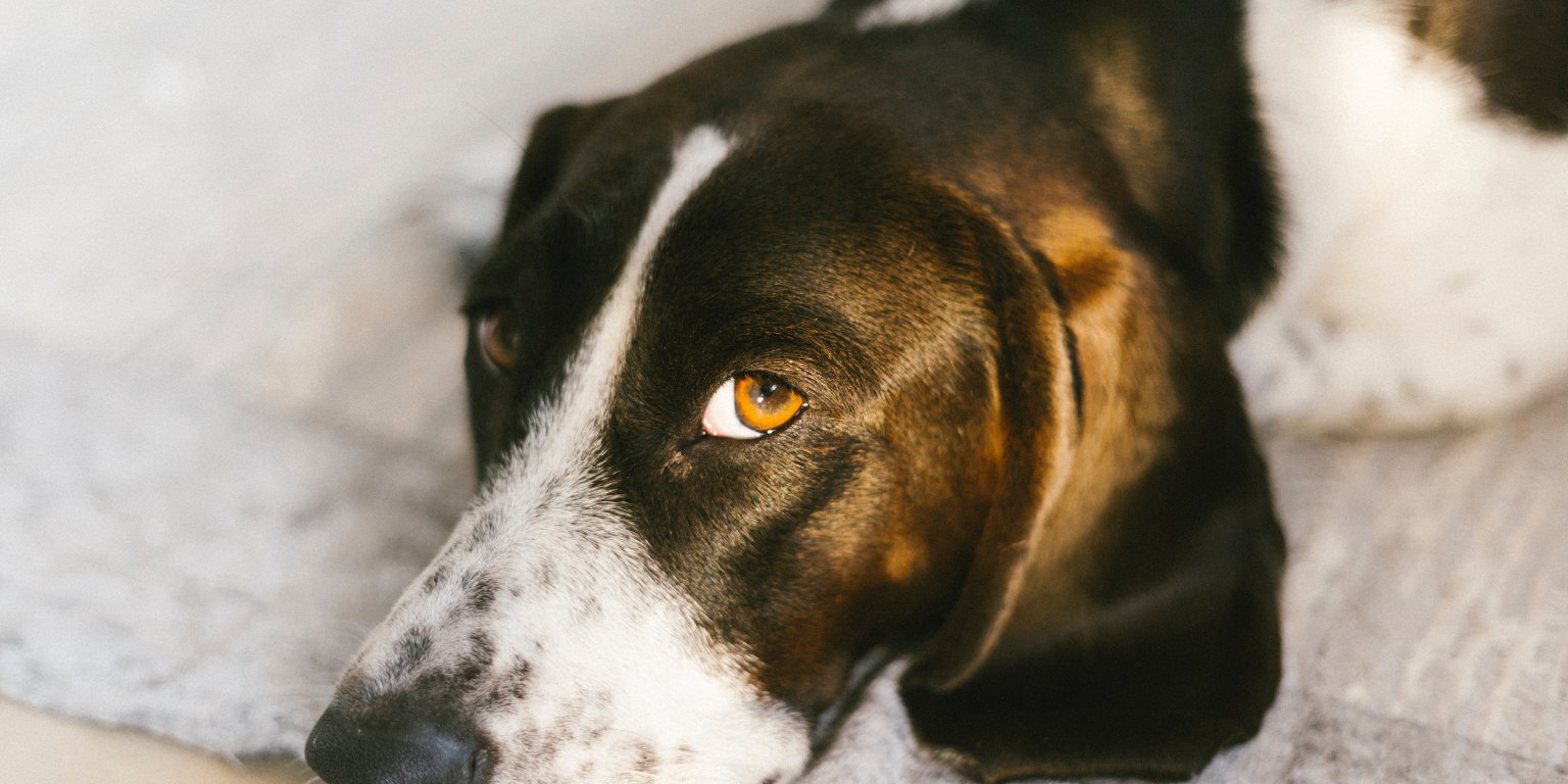 Affectionate shelter dog teaches Naval officer important life lessons