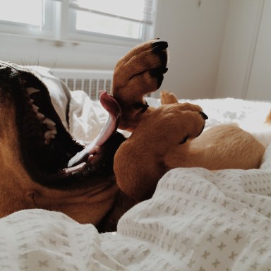 20 Reasons Why Your Dog Is All You Really Need After A Breakup