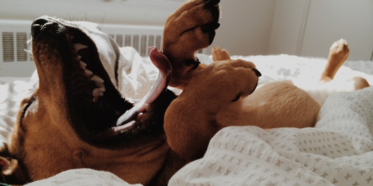 20 Reasons Why Your Dog Is All You Really Need After A Breakup