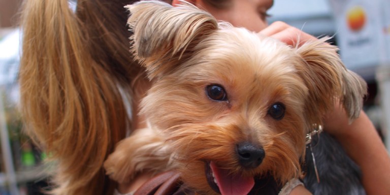 35 Reasons Why Your Dog Is Better Than A Boyfriend Will Ever Be