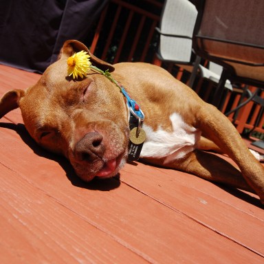 20 Times This Pitbull Showed The World How Dangerous And Vicious His Breed Is