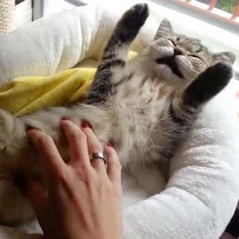 Emergency! 27 Adorable Cat Vines That Are Way More Interesting Than Whatever You’re Doing Right Now