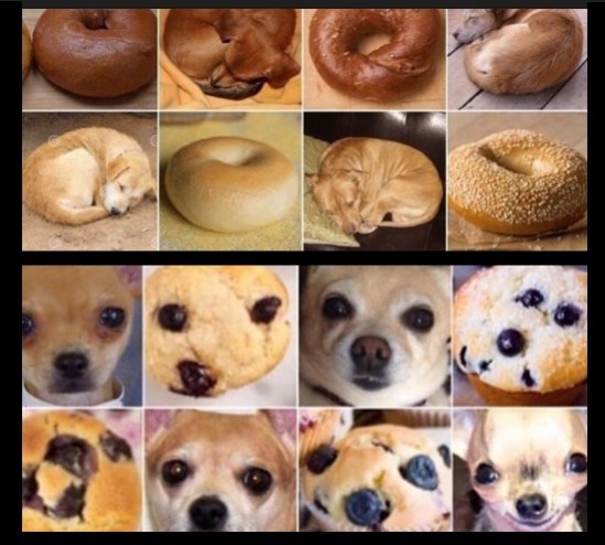 Puppy Or Bagel And 10 Other Animal Instagrams That Are Guaranteed To Make You Lol Thought Catalog