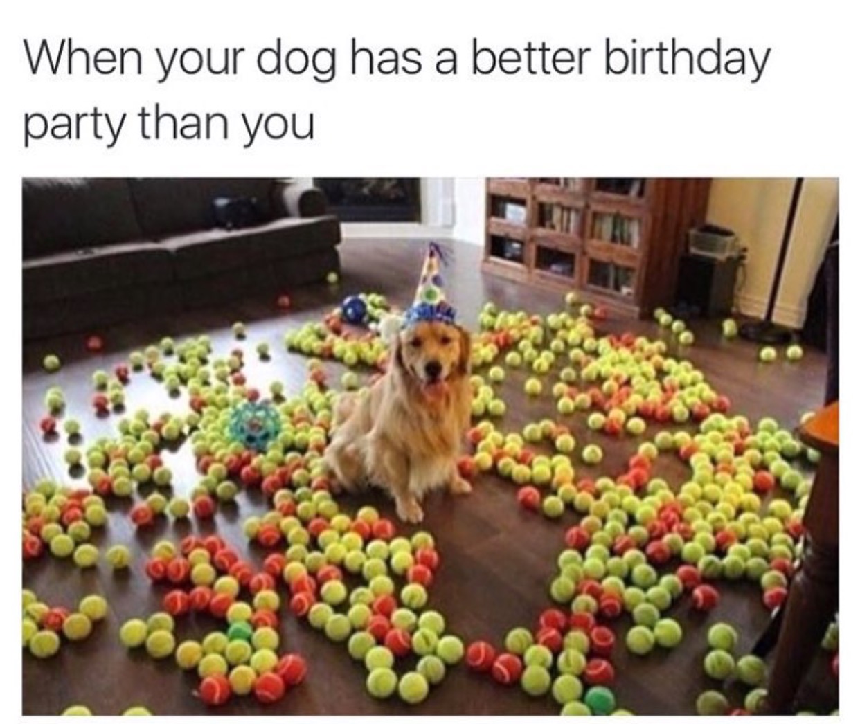 20 Adorable Dog Memes That Will Make You Laugh All Damn Day | Thought ...