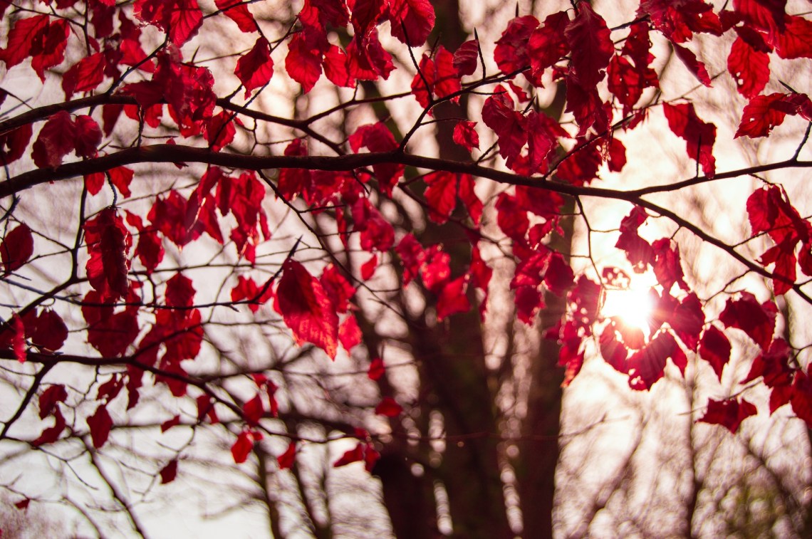 Would You The Color Red You Had To? | Thought Catalog