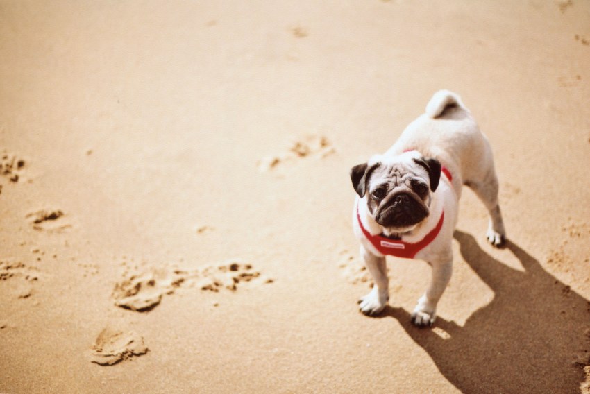 This Is What You’re Like In Bed, Based On Your Favorite Animal