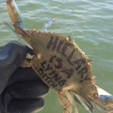 Someone In Maryland Is Painting Anti-Hillary Messages On…Crabs?