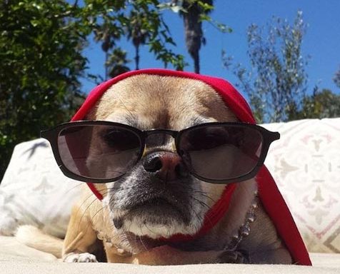 44 Obnoxious Photos Of ‘Rich Dogs’ That Have A Better Life Than You