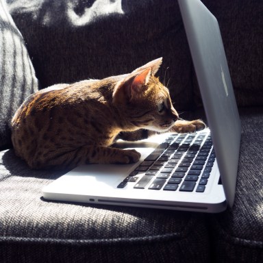 10 Things All Cats Know To Be True That Humans Should Learn From