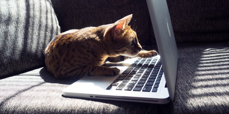 10 Things All Cats Know To Be True That Humans Should Learn From