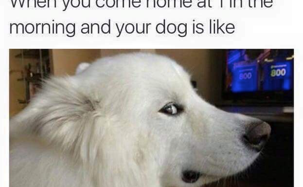 18 Hilarious Dog Memes That Will Make All The Sadness Go Away