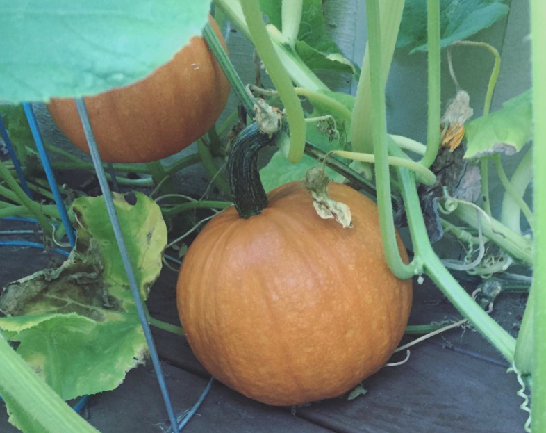 the tiniest pumpkin patch in my backyard