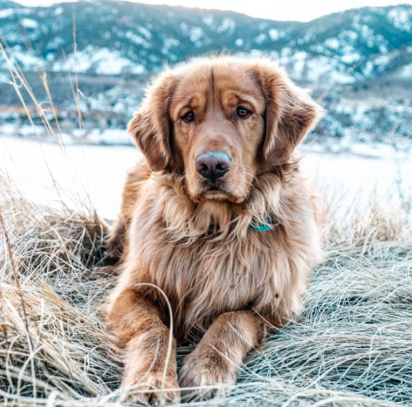 Aspen the Mountain Pup