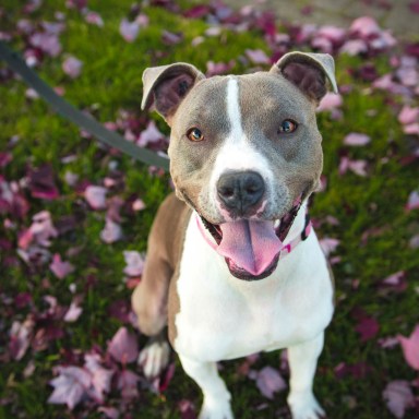 10 Reasons Adopting A Shelter Dog Will Actually Rescue You