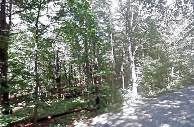 macdowell-trees-1