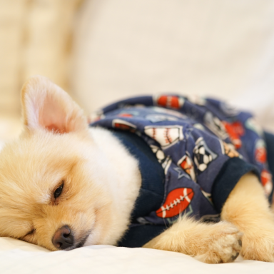 10 Essential Dog Products You Didn’t Even Know Existed
