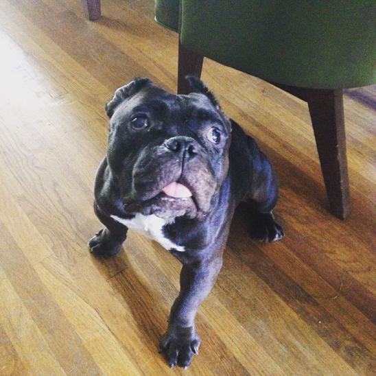 dooooggg