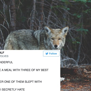 17 Funny Tweets From This Hilarious Twitter Account Pretending To Be A Wolf In A Human World