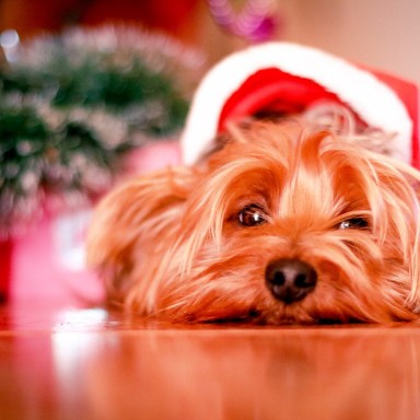 5 Ways To Pamper Your Pet For The Holidays (Because They Deserve It)