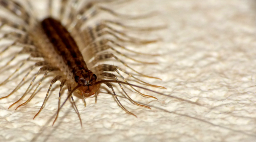 The One Thing You Really, Really Shouldn’t Do If You Hate House Centipedes