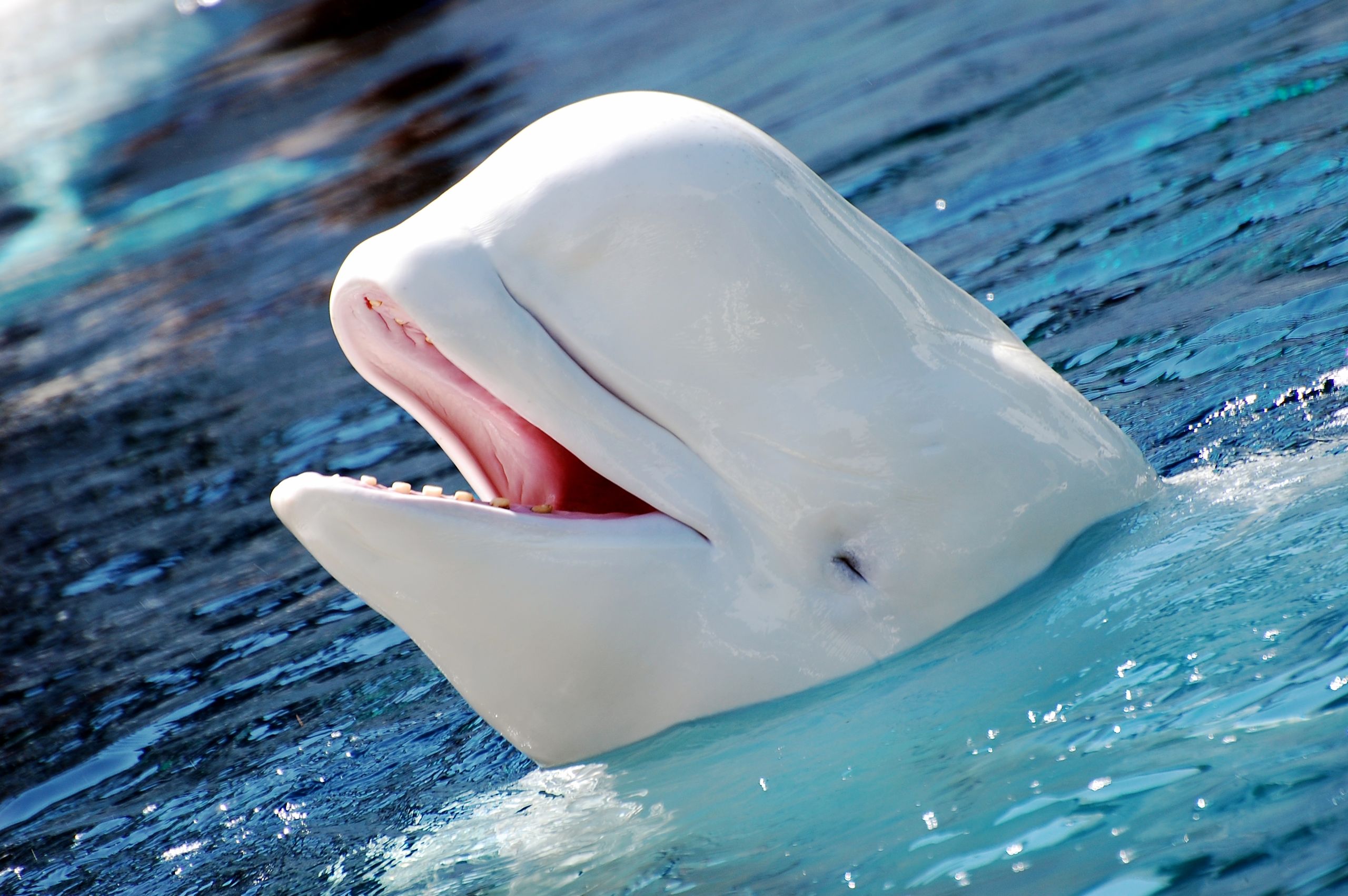 Beluga cat memes playlist for if I am bored 