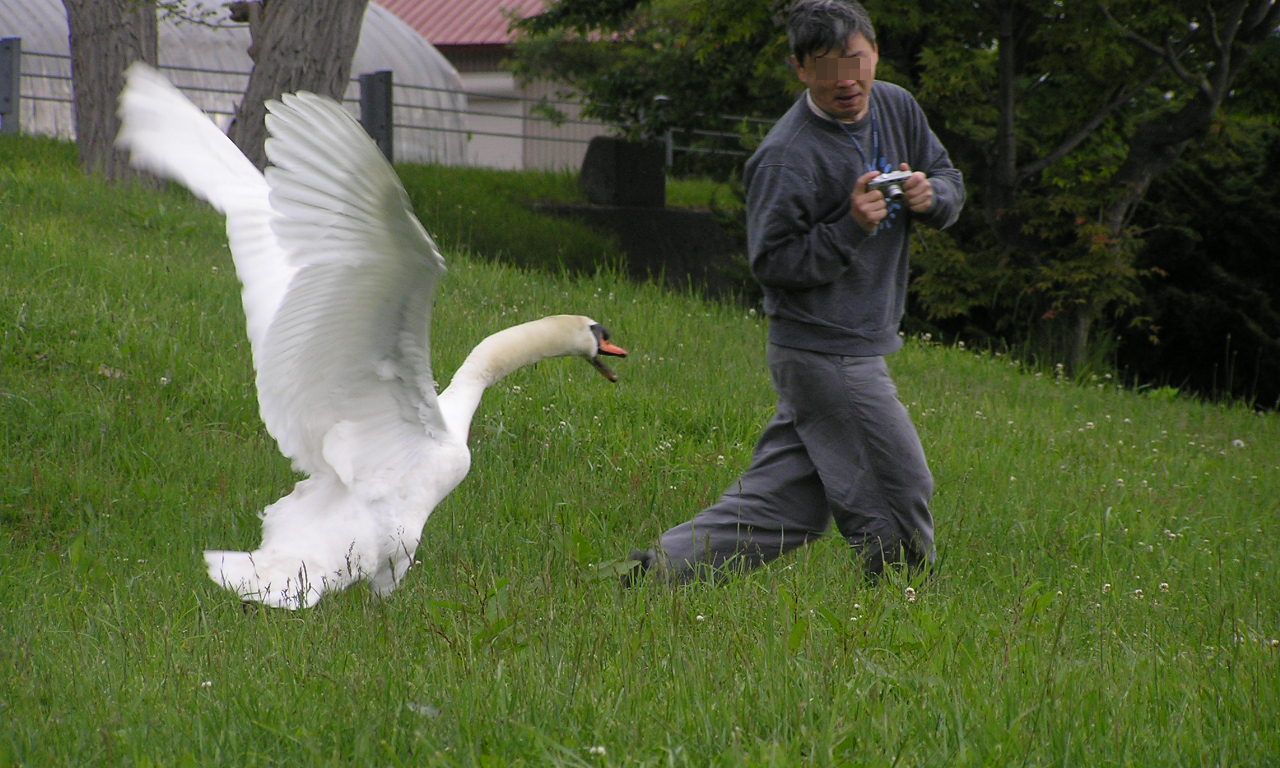 Смешной лебедь. Лебеди дерутся. Лебедь атакует. Лебедь нападает. Swan attack.